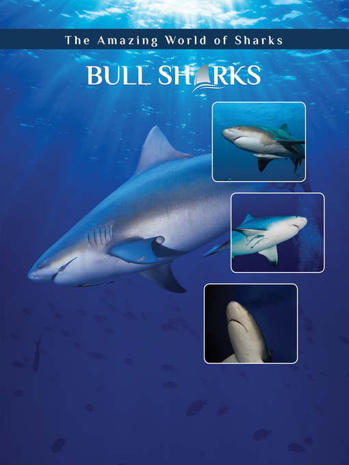 Title details for Bull Sharks by Elizabeth Roseborough - Available